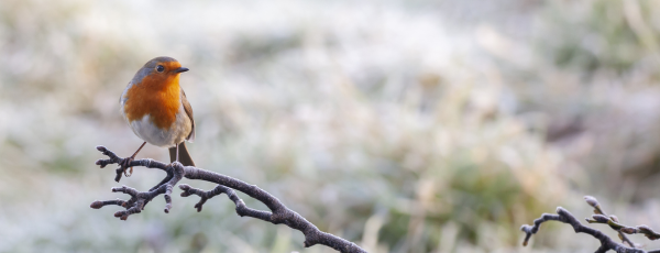 Winter robin 600x230